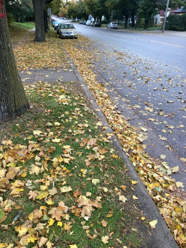 A street covered with autumn leaves